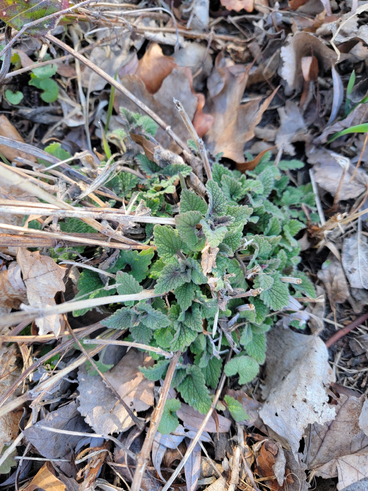 Catnip (Nepeta cataria)