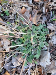 La Cataire (Nepeta cataria)