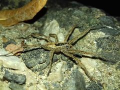 Hogna radiata