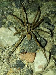 Hogna radiata