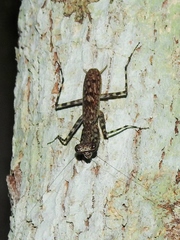 Liturgusa maya