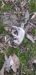 Sciuromorpha