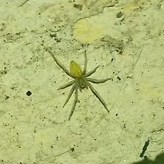 Cheiracanthium