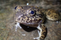 Limnonectes kuhlii