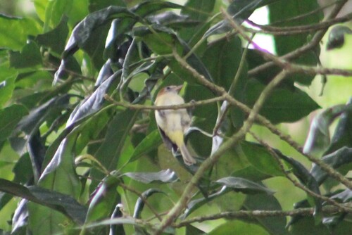 Rufous-naped Greenlet (Pachysylvia semibrunnea)
