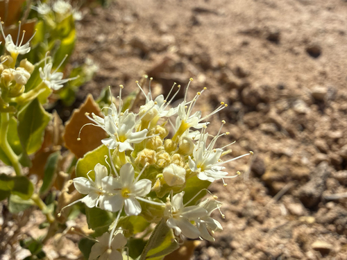 Parry's Sandpaper Plant (Petalonyx parryi)