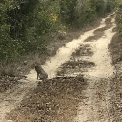 Caracal caracal