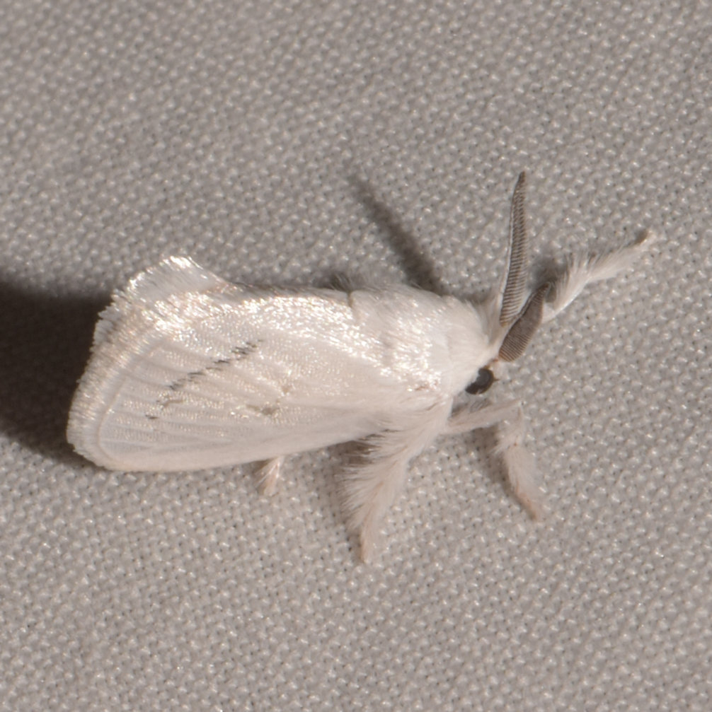 Alarodia minuscula