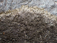 Xanthoparmelia loxodes