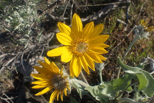arrowleaf balsamroot (Balsamorhiza sagittata)