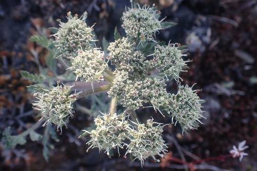 bigseed biscuitroot (Lomatium macrocarpum)