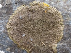 Xanthoparmelia loxodes