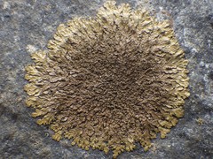 Xanthoparmelia loxodes