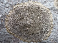 Xanthoparmelia loxodes