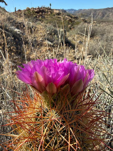 Johnson's Beehive Cactus (Echinomastus johnsonii)