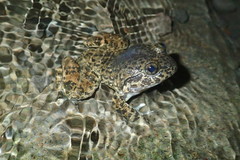 Limnonectes kuhlii