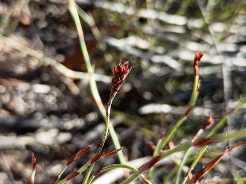 Tassel Rope-rush (Hypolaena fastigiata)