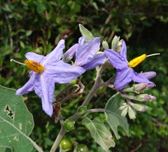 Solanum violaceum