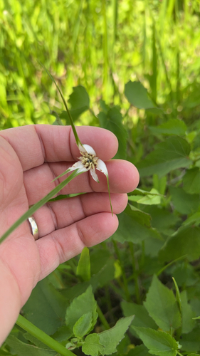 Starrush Whitetop (Rhynchospora colorata)