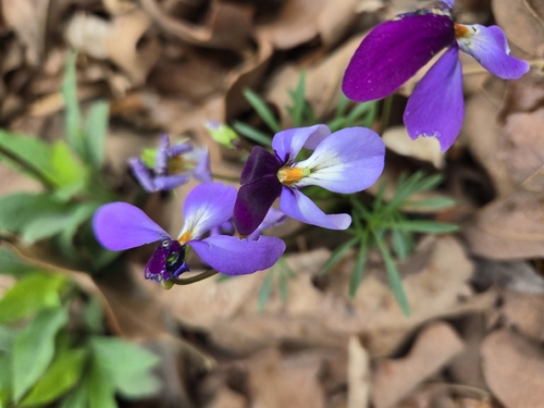 bird's foot violet (Viola pedata)