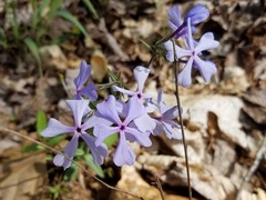 Phlox divaricata divaricata