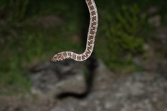 Erythrolamprus almadensis