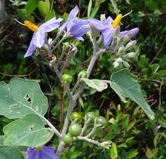 Solanum violaceum