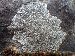 Rinodina atrocinerea