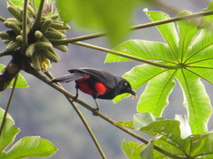 Hypopyrrhus pyrohypogaster