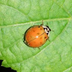 Harmonia axyridis