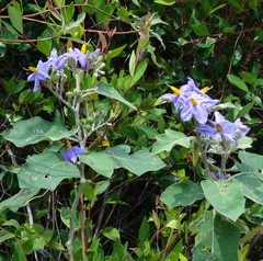 Solanum violaceum