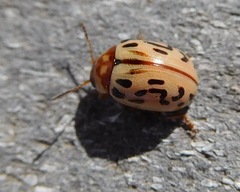 Zygogramma conjuncta pallida