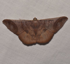 Thysanopyga apicitruncaria