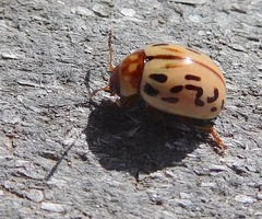 Zygogramma conjuncta pallida