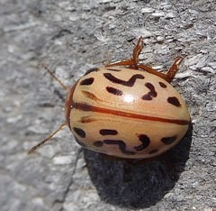 Zygogramma conjuncta pallida