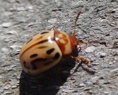 Zygogramma conjuncta pallida