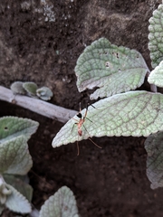 Leptomyrmex cnemidatus
