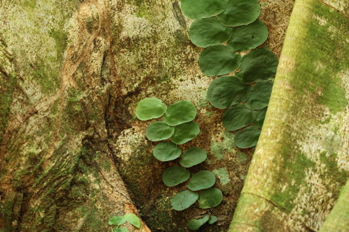 Monstera tenuis, photograph 3