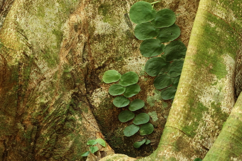 Monstera tenuis, photograph 2