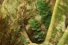 Monstera tenuis, photograph (c) er-birds, some rights reserved (CC BY)