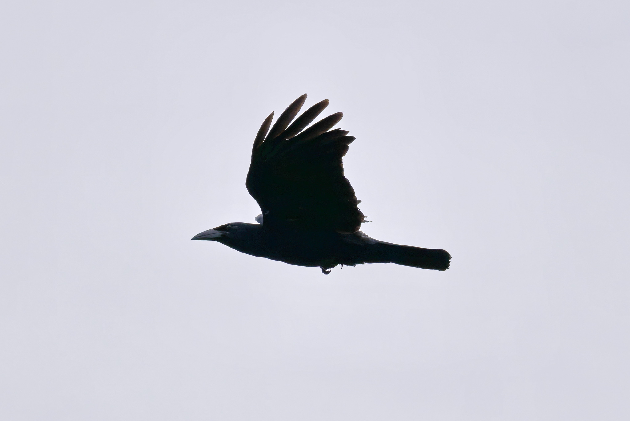 Cuban Crow (Corvus nasicus), photo 4