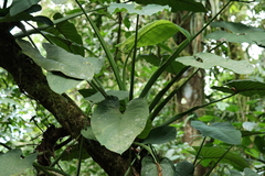 Syngonium schottianum