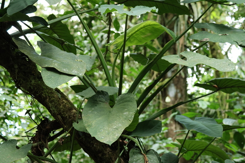 Syngonium schottianum, photograph 1