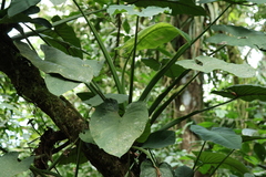 Syngonium schottianum, photograph (c) er-birds, some rights reserved (CC BY)
