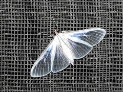 Palpita flegia