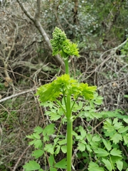 Thalictrum fendleri polycarpum