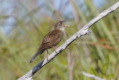 Zapata Wren (Ferminia cerverai), photo 7