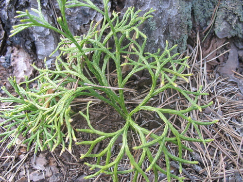 northern ground-cedar (Diphasiastrum complanatum)
