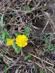 Ranunculus macranthus