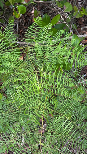 Pteridium caudatum, photograph 5